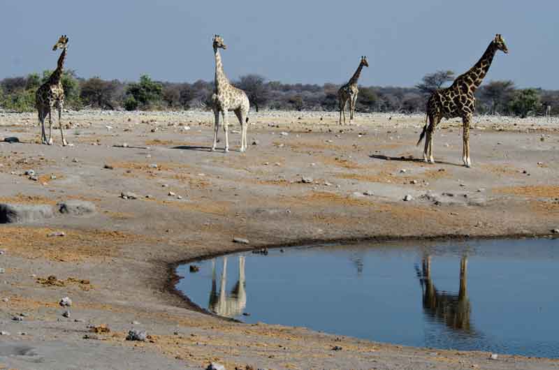 Jirafa - parque nacional de Etosha - Namibia 05.jpg